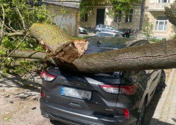 Через падіння дерева на вантажівку госпіталізували 46-річного водія — Львівщіна