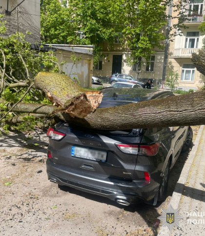 Через падіння дерева на вантажівку госпіталізували 46-річного водія