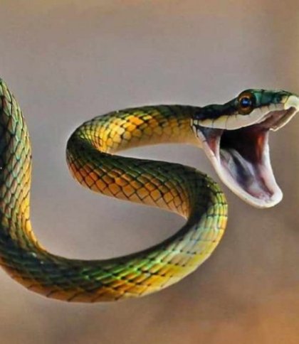 Через укус змії 41-річна жінка на Бродівщині потрапила до реанімації