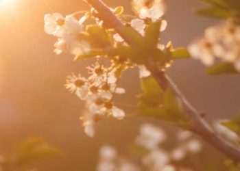 Дощ та до 18° тепла: якою буде погода на Львівщині 17 квітня — Львівщіна