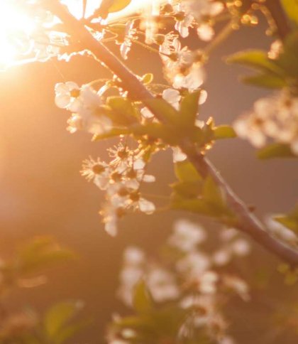 Дощ та до 18° тепла: якою буде погода на Львівщині 17 квітня