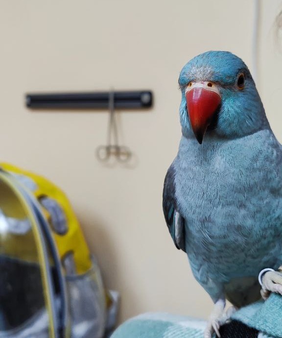 Голубий папуга