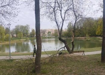 Львів переживає наслідки негоди: комунальники прибирають 21 пошкоджене дерево –