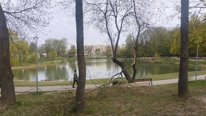 Львів переживає наслідки негоди: комунальники прибирають 21 пошкоджене дерево