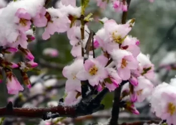 Львівські синоптики прогнозують сильні заморозки до -5° на Великдень — Львівщіна