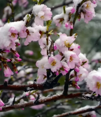 Львівські синоптики прогнозують заморозки до -5° на Великдень