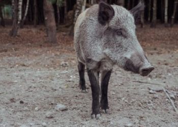 На Львівщині водійку Renault оштрафували за збиту дику свиню — Львівщіна