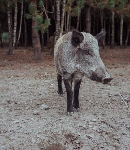 На Львівщині водійку Renault оштрафували за збиту дику свиню