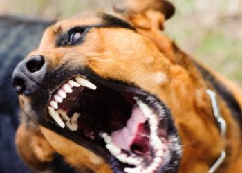 Після контакту зі скаженими тваринами четверо мешканців Львівщини — під наглядом медиків — Львівщіна