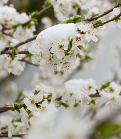 Різке похолодання на Львівщині: якою буде погода на Великдень