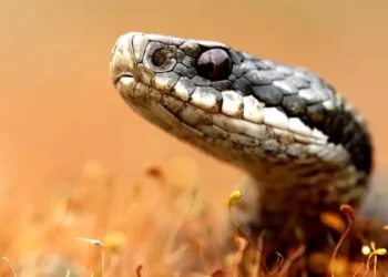 Що робити при укусі змії: поради від львівських фахівців — Львівщіна