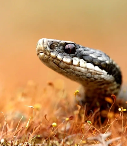 Що робити при укусі змії: поради від львівських фахівців