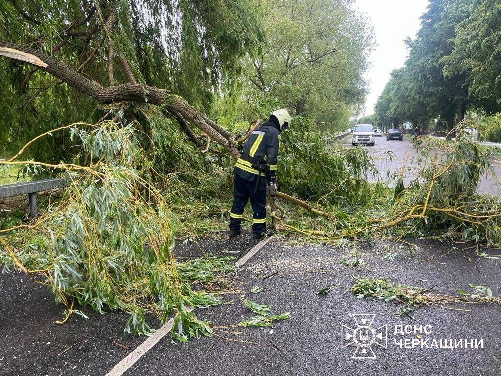 дерева на дорозі