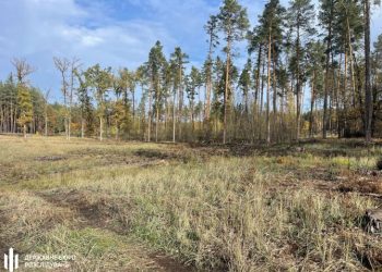 На Черкащині незаконно знищили ліс: ДБР повідомило про підозру — Новости Черкасс