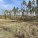 На Черкащині незаконно знищили ліс: ДБР повідомило про підозру — Новости Черкасс
