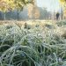 На Львівщині прогнозують похолодання та заморозки — Львівщіна