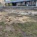 У Львові масово зрізали дерева для облаштування пішохідного бульвару