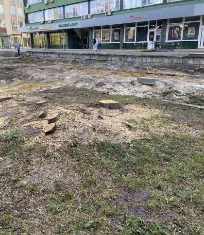 У Львові масово зрізали дерева для облаштування нового пішохідного бульвару