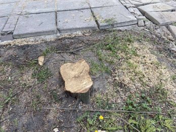 У Львові масово зрізали дерева для облаштування нового пішохідного бульвару – 04