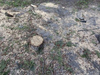 У Львові масово зрізали дерева для облаштування нового пішохідного бульвару – 01