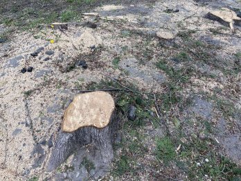 У Львові масово зрізали дерева для облаштування нового пішохідного бульвару – 02